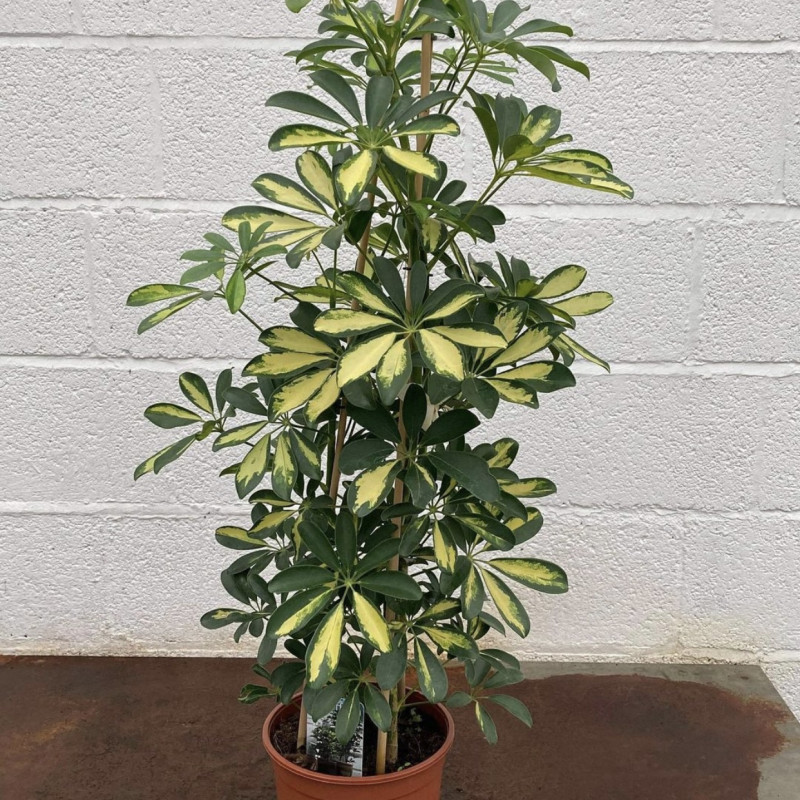 Fields Garden Centre and Kitchen, Sherburn in Elmet