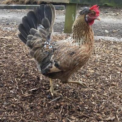 Customers love saying hi to our chickens