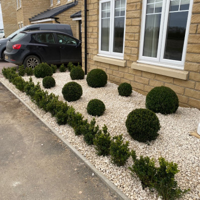 Buxus Balls